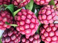 布福娜種植.施肥.管理.技術(shù)有哪一些_低價(jià)小苗出售圖3