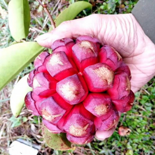 布福娜云南,湖南產(chǎn)地種苗直銷_畝產(chǎn)多少斤？