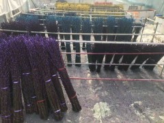 銀芽柳樹樹苗價格是多少一棵_適合種植區(qū)域條件圖1