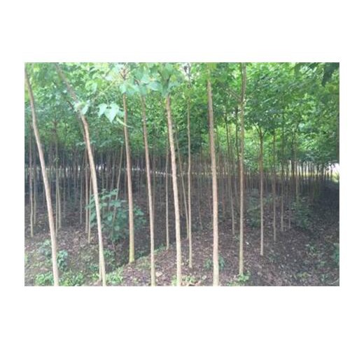 產(chǎn)地重陽木在哪里？多少錢一棵？