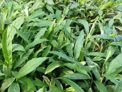 草果苗種植基地_草果種植賺錢(qián)嗎圖3