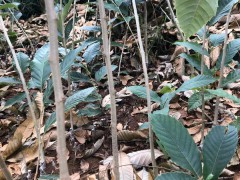 “干果之王”一棵板栗苗多少錢_板栗種植戶微信號圖2