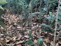 “干果之王”一棵板栗苗多少錢_板栗種植戶微信號圖3
