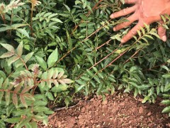 目前花椒苗價格怎么樣?花椒種植能賺錢嗎圖1