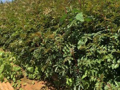 目前花椒苗價格怎么樣?花椒種植能賺錢嗎圖2