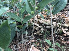 板栗苗市場價(jià)格多少錢一棵價(jià)格幾年結(jié)果種植板栗的風(fēng)險(xiǎn)直徑5公分栗子樹多少錢圖2