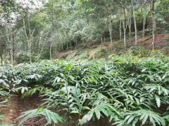 陽(yáng)春砂仁怎么種植?多少錢(qián)一斤圖3