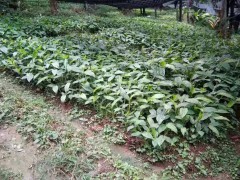 種草果有什么要求和和條件_草果醬，草果芽，草果酒圖片圖1