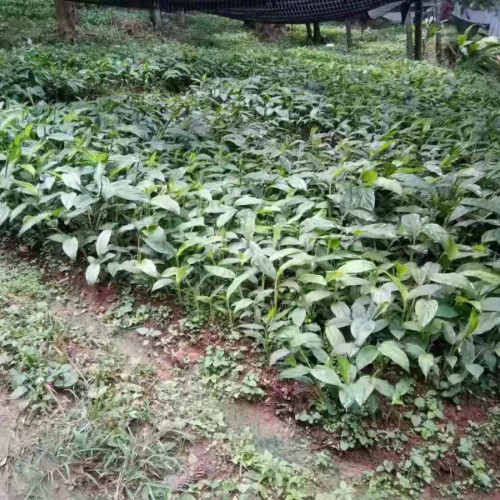 種草果有什么要求和和條件_草果醬，草果芽，草果酒圖片