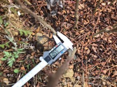花椒種植能賺錢(qián)嗎?看看下面的價(jià)格就知道了_花椒主要產(chǎn)地圖3