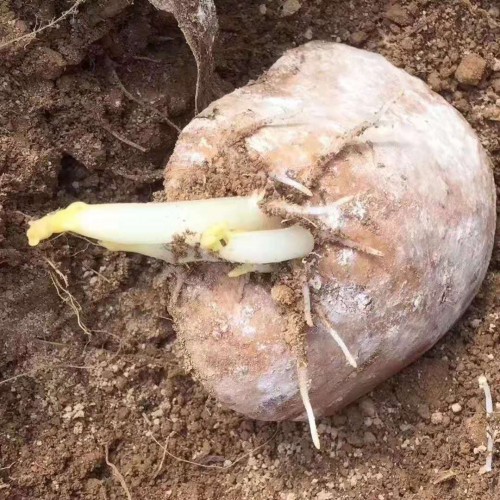 目前馬鈴薯價(jià)錢大藥多少錢?種植用什么肥才好?