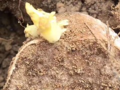 馬鈴薯病害有哪些?圖1