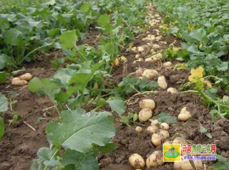 馬鈴薯價(jià)格大概多少錢(qián)一斤
