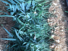 黃精種植每畝產多少斤？種植黃精的種類？圖1