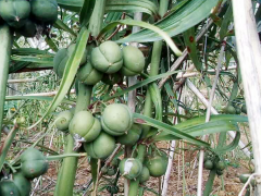 黃精種植每畝產多少斤？種植黃精的種類？圖3