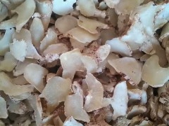 今日白芨干貨價(jià)格,中藥材白芨購(gòu)銷價(jià)格|玉林市場(chǎng)白及近期走動(dòng)好轉(zhuǎn)行情微升圖1