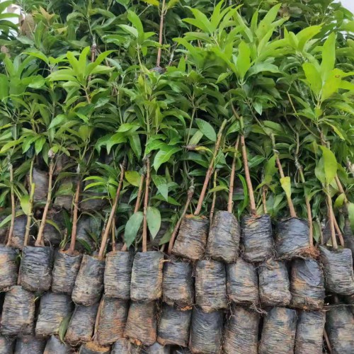 金煌芒果成熟時(shí)間_金煌芒果怎么種植_苗哪里有賣?
