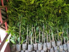 金煌芒果成熟時(shí)間_金煌芒果怎么種植_苗哪里有賣?圖2