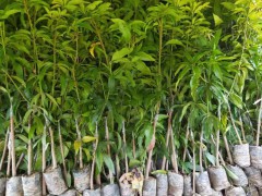 金煌芒果成熟時(shí)間_金煌芒果怎么種植_苗哪里有賣?圖3