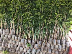 什么是四季蜜芒芒果_四季蜜芒種苗供應信息_四季蜜芒種植基地電話圖3
