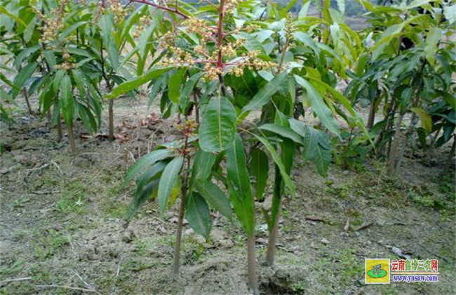 芒果的種子育苗技術(shù)