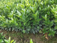 什么是沃柑苗(無(wú)核)_苗多少錢一棵？沃柑好不好種植圖3
