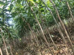 云南目前核桃樹(shù)苗(本地大泡核桃)多少一棵&云新核桃苗怎么樣?圖3