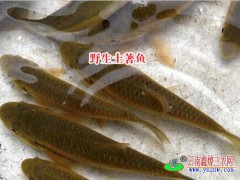 云南商品魚|文山魚苗養(yǎng)殖|土著魚養(yǎng)殖圖1