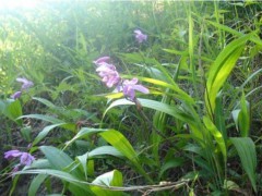 白芨中藥材低價@白芨中藥材行情報價種植戶*白芨優(yōu)質(zhì)價格評價圖1