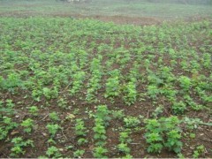 黃草烏種植技術(shù)@建水黃草烏種植銷(xiāo)售公司&圖3