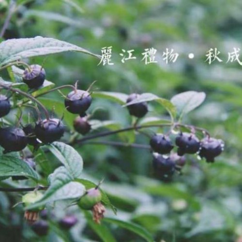 云南秋成紅果參（蜘蛛果）規(guī)?；胤N植紅果參水果、紅果參苗