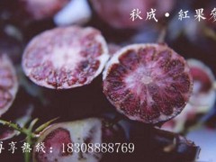 紅果參（蜘蛛果）、紅果參種苗供應(yīng)、秋成紅果參、量大從優(yōu)圖3