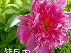 牡丹有哪些顏色：玫瑰色、紅紫色、粉紅色至白色圖3