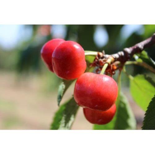 大櫻桃價(jià)錢大約多少錢一斤？附種植技術(shù)