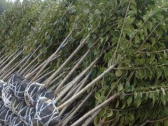 大連市櫻桃苗木價格是要多少錢一棵？附栽種關(guān)鍵點圖1
