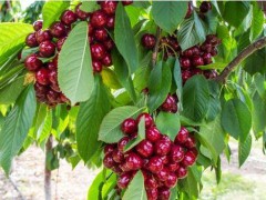 大櫻桃種植技術(shù)關(guān)鍵點(diǎn)是啥？?jī)r(jià)錢大約是多少錢一斤？圖2
