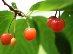 溫室大棚櫻桃栽培技術(shù)詳細(xì)介紹！一畝收益是多少？圖1