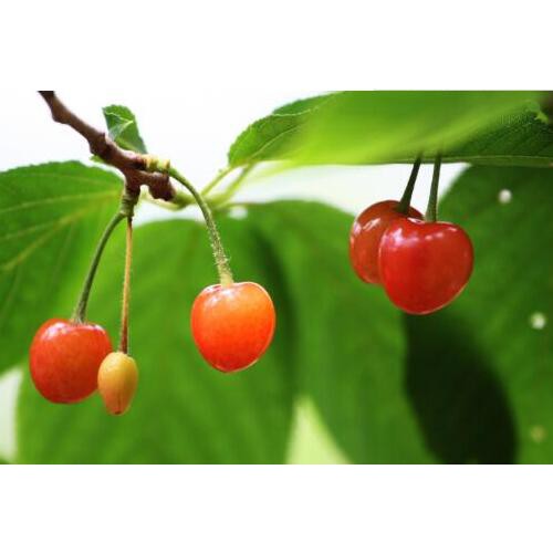 溫室大棚櫻桃栽培技術(shù)詳細(xì)介紹！一畝收益是多少？
