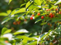 溫室大棚櫻桃栽培技術(shù)詳細(xì)介紹！一畝收益是多少？圖2