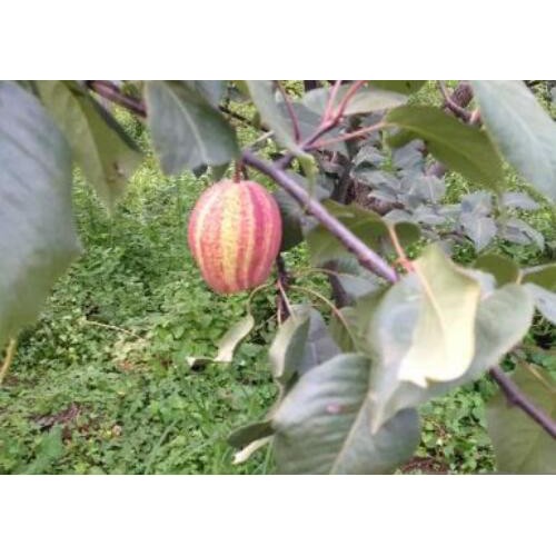 早酥紅梨苗價格多少？一般何時種？
