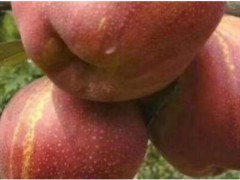 早酥紅梨苗價(jià)格多少？一般何時(shí)種？圖2