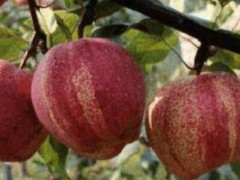 早酥紅梨苗價(jià)格多少？一般何時(shí)種？圖3