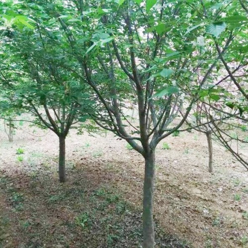 櫻花有什么優(yōu)良品種？一般合適栽種在哪兒？