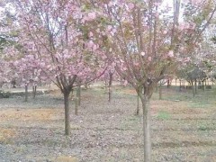 櫻花有什么優(yōu)良品種？一般合適栽種在哪兒？圖3