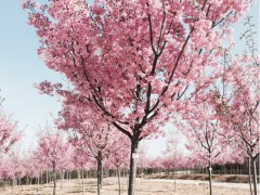 2020年櫻花幾月份開？附種植技術(shù)！圖1