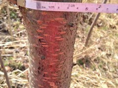 2020年櫻花幾月份開？附種植技術(shù)！圖2