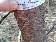 2020年櫻花幾月份開？附種植技術(shù)！圖3
