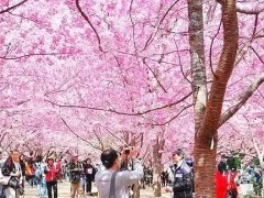櫻花_云南櫻花地苗銷售批發(fā),昆明櫻花樹苗圖2