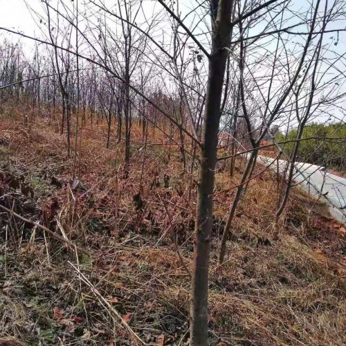 鮮櫻花能夠直接生吃嗎？云南櫻花地苗銷售批發(fā),昆明櫻花樹苗