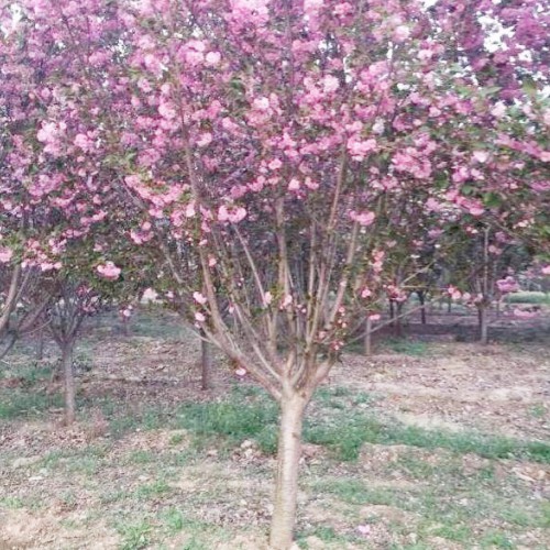 櫻花苗價(jià)格多少錢一棵？云南櫻花地苗銷售批發(fā)